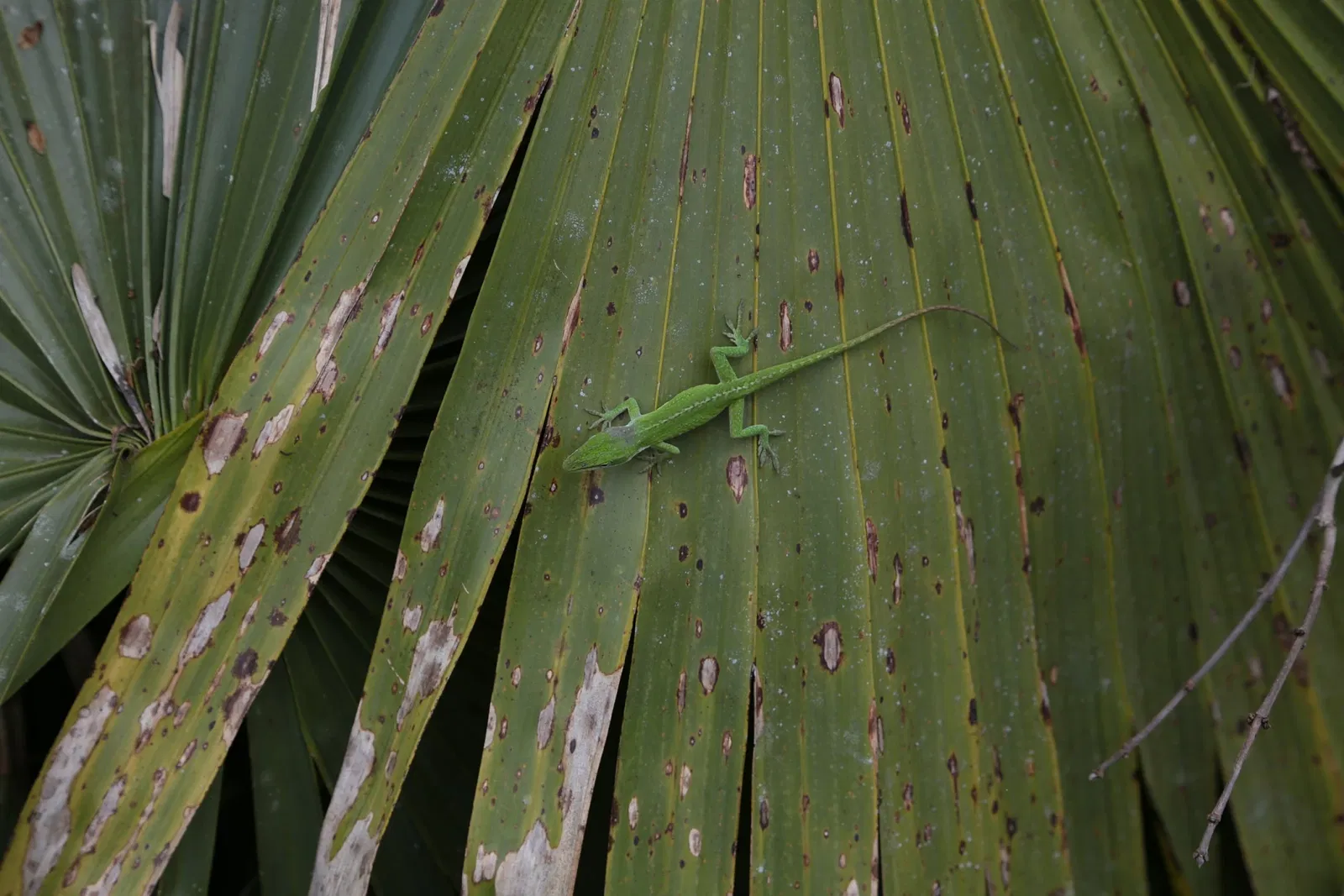Jean Lafitte National Historical Park and Preserve