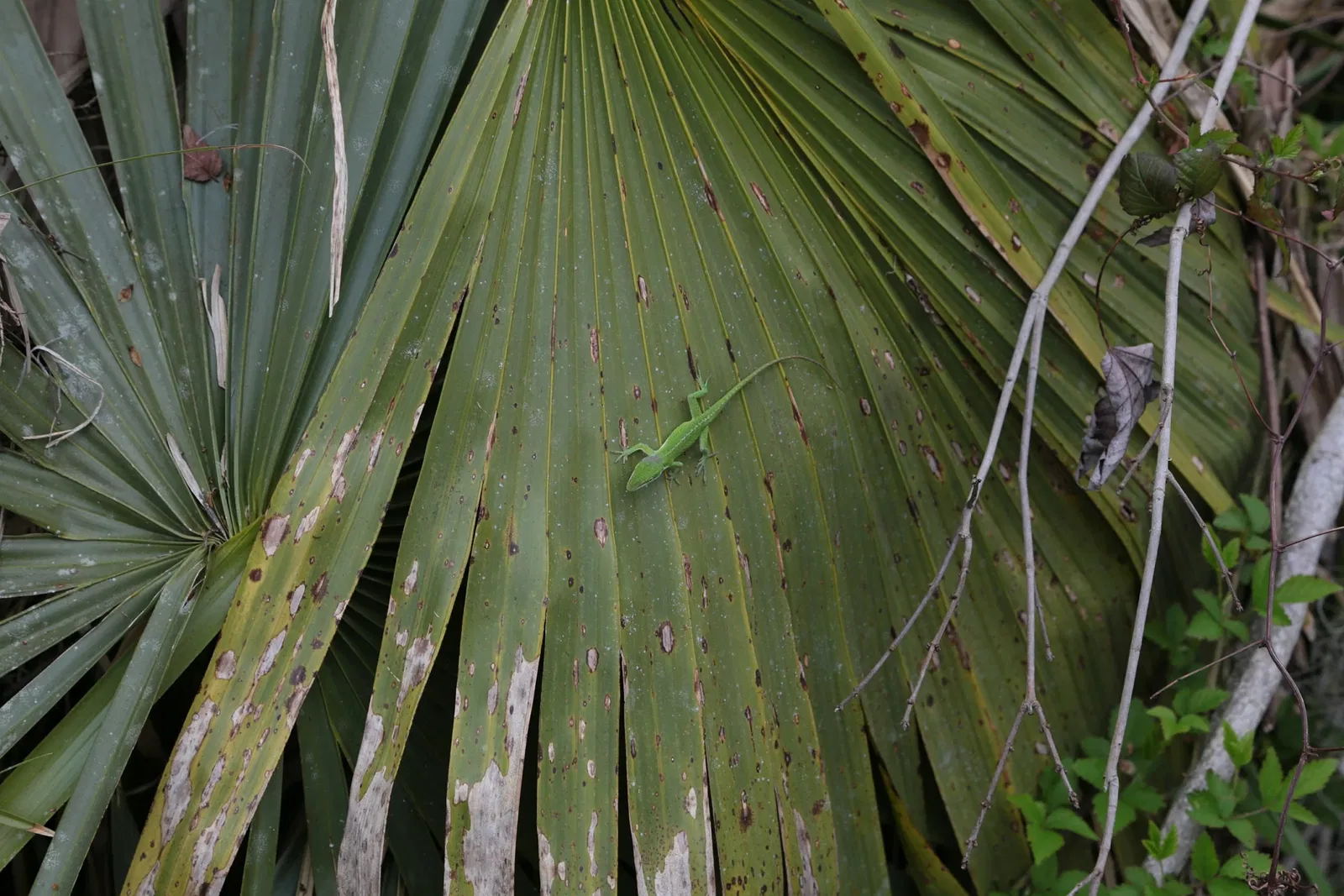 Jean Lafitte National Historical Park and Preserve