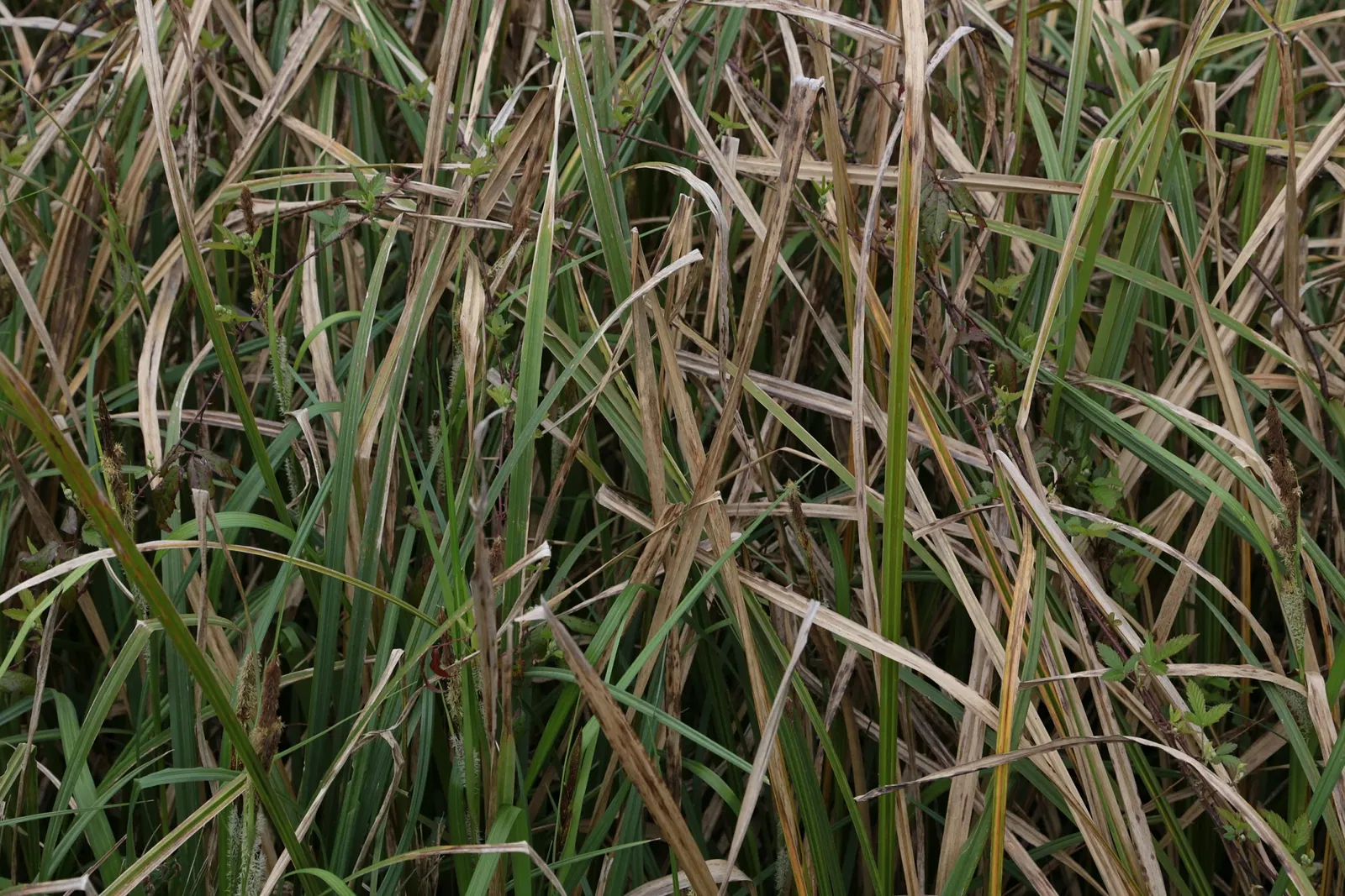 Jean Lafitte National Historical Park and Preserve