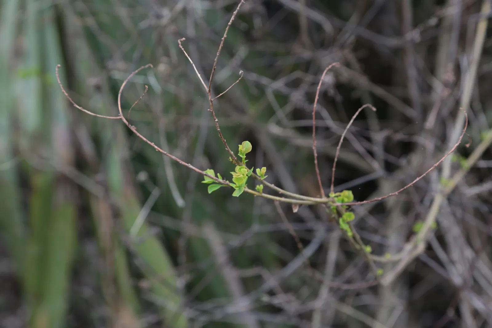 Parc historique national et réserve Jean Lafitte