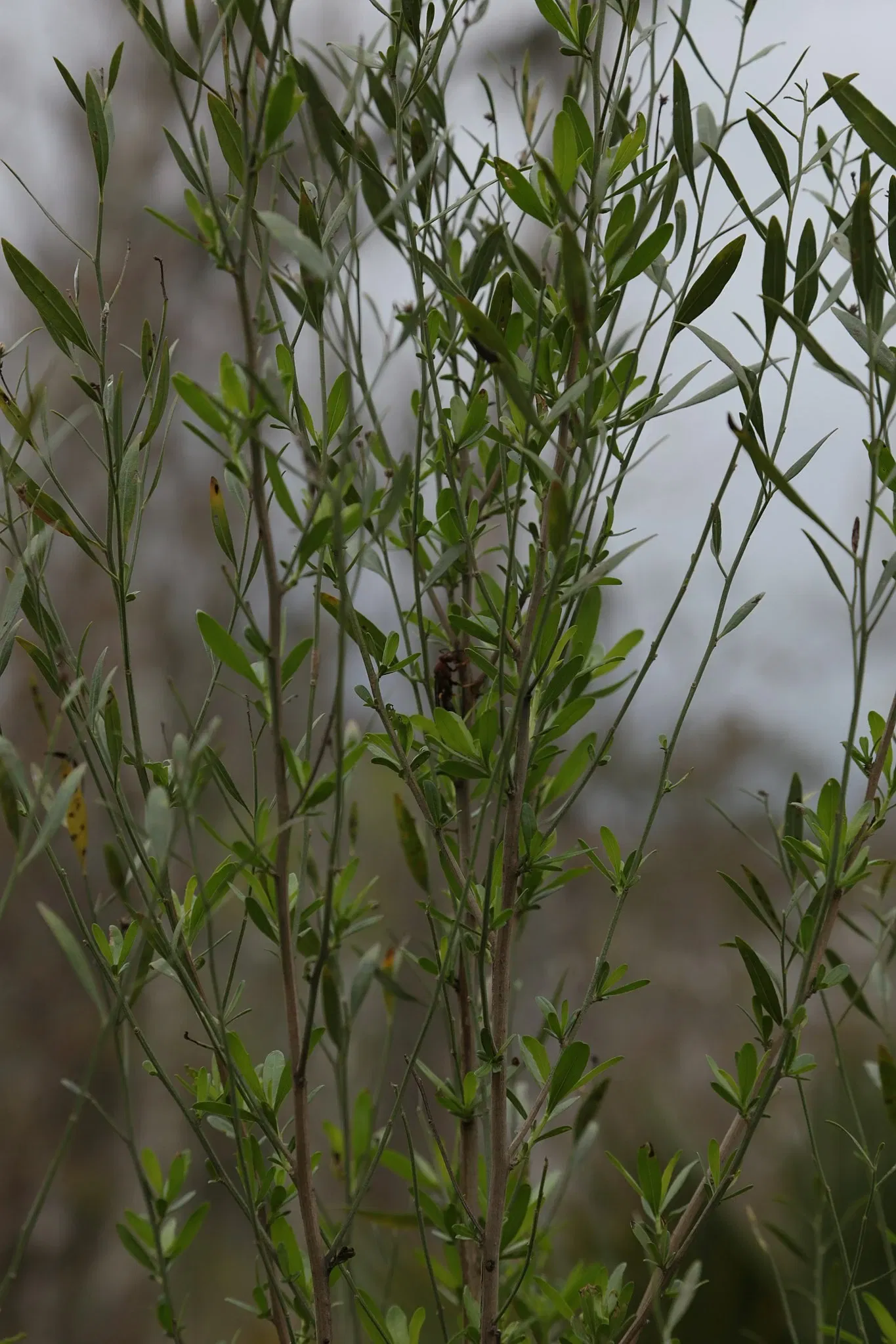 Parc historique national et réserve Jean Lafitte