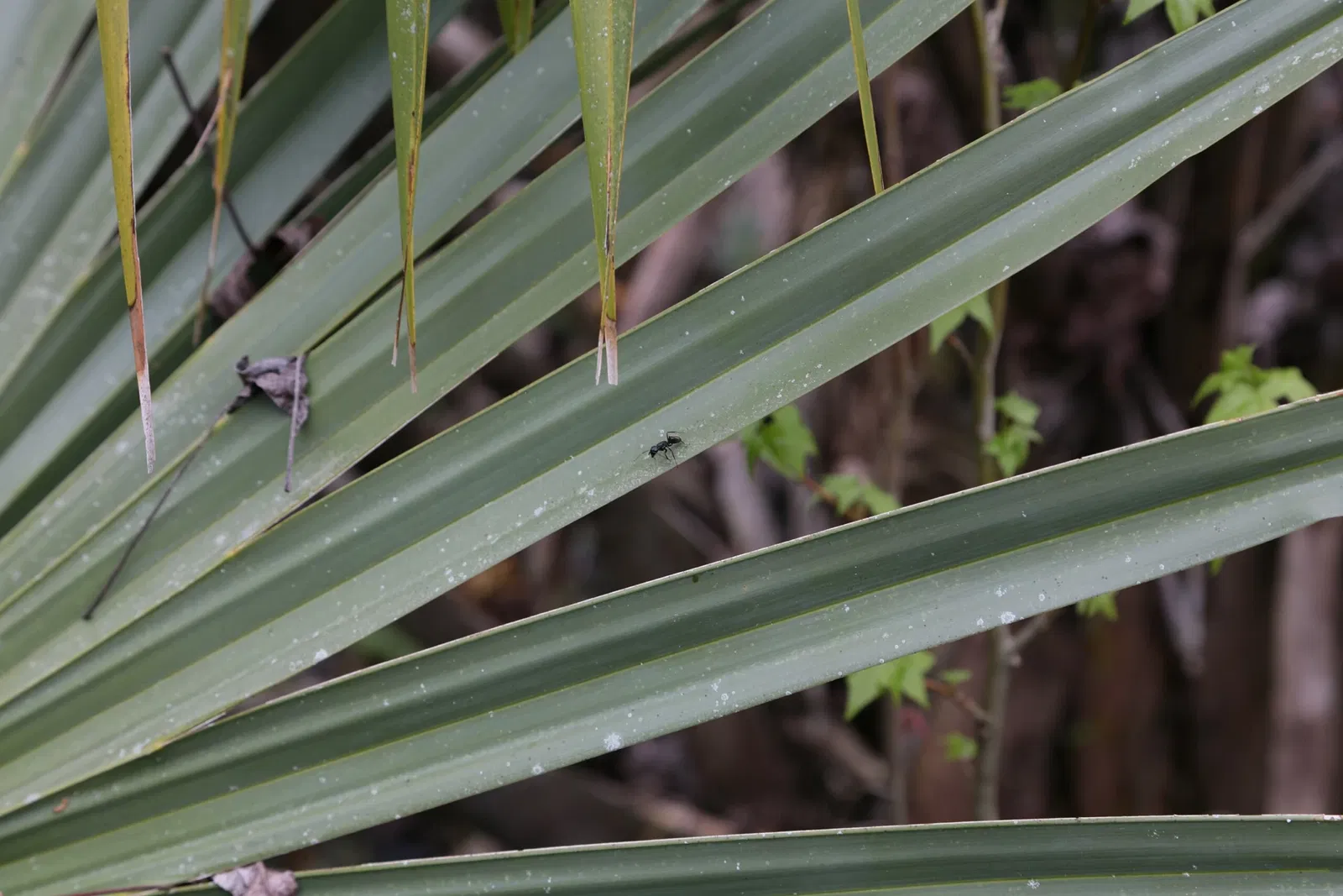 Parc historique national et réserve Jean Lafitte