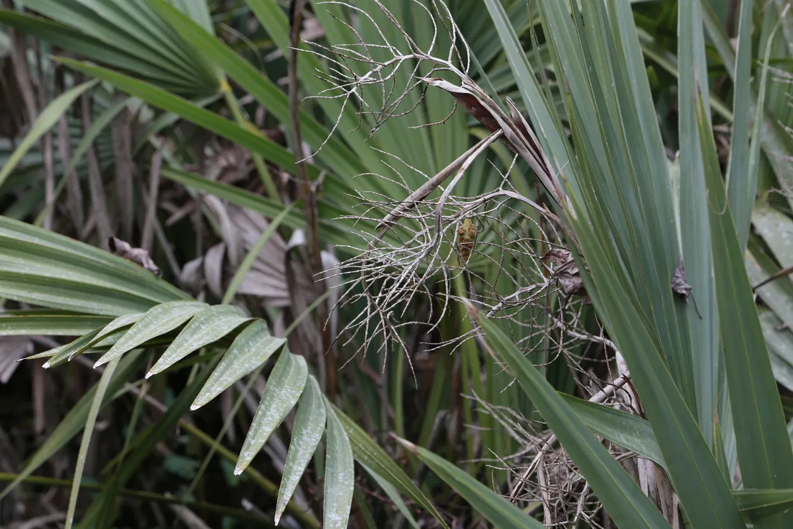 Jean Lafitte National Historical Park and Preserve