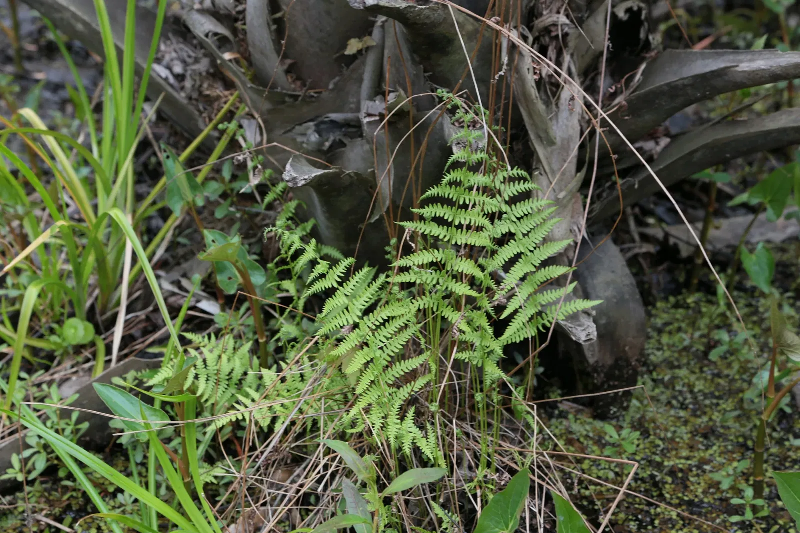 Jean Lafitte National Historical Park and Preserve