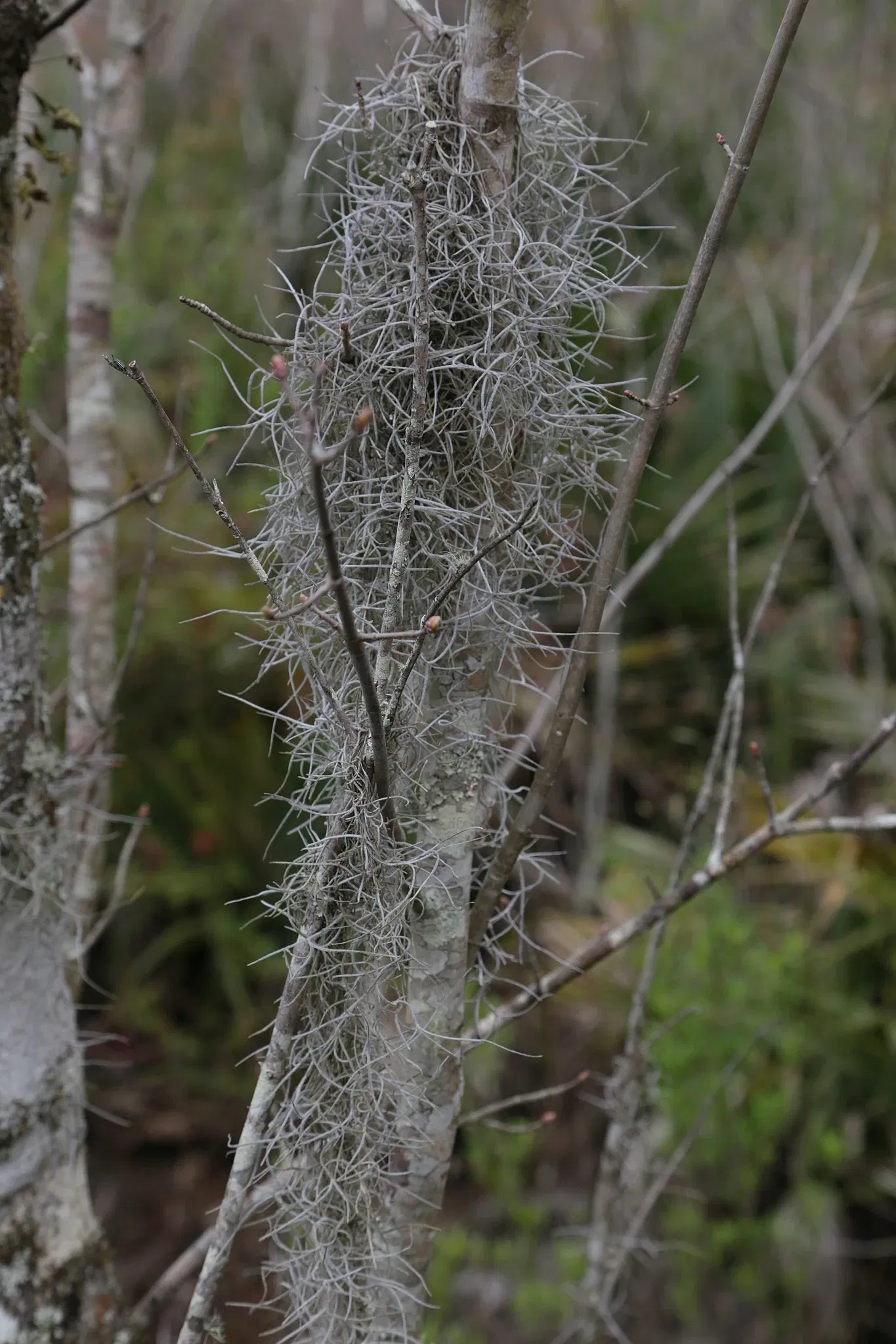 Jean Lafitte National Historical Park and Preserve