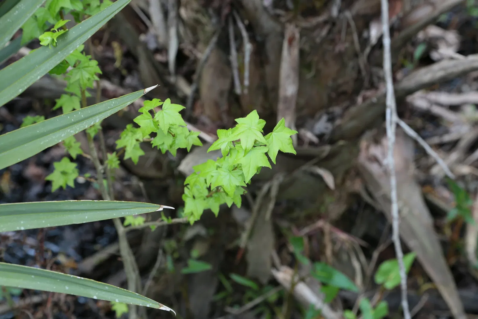 Parc historique national et réserve Jean Lafitte