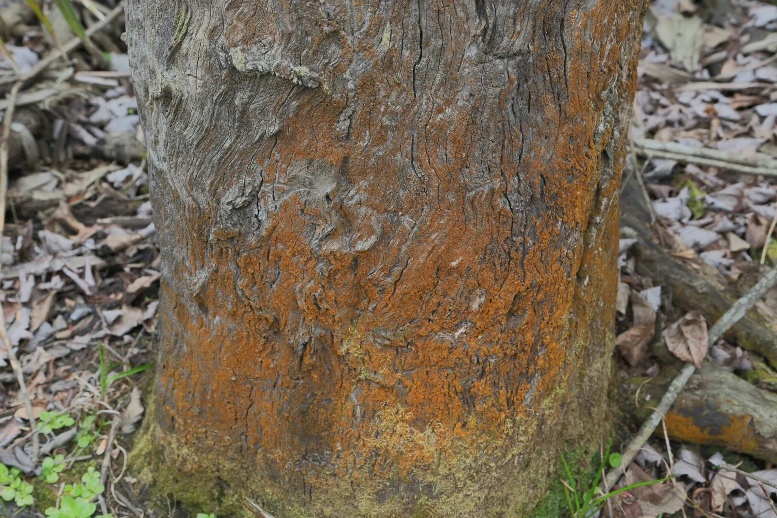 Parc historique national et réserve Jean Lafitte