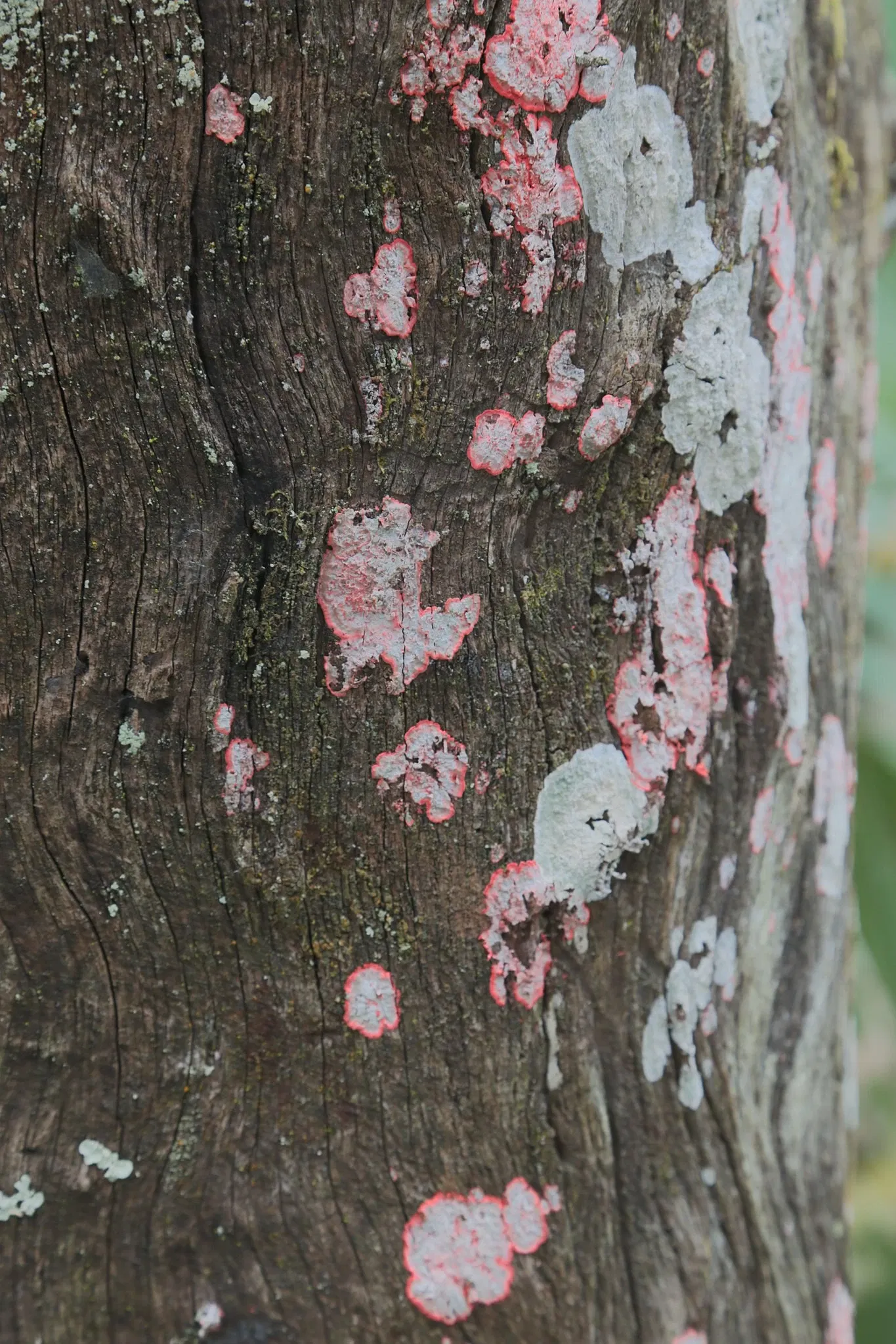 Parc historique national et réserve Jean Lafitte