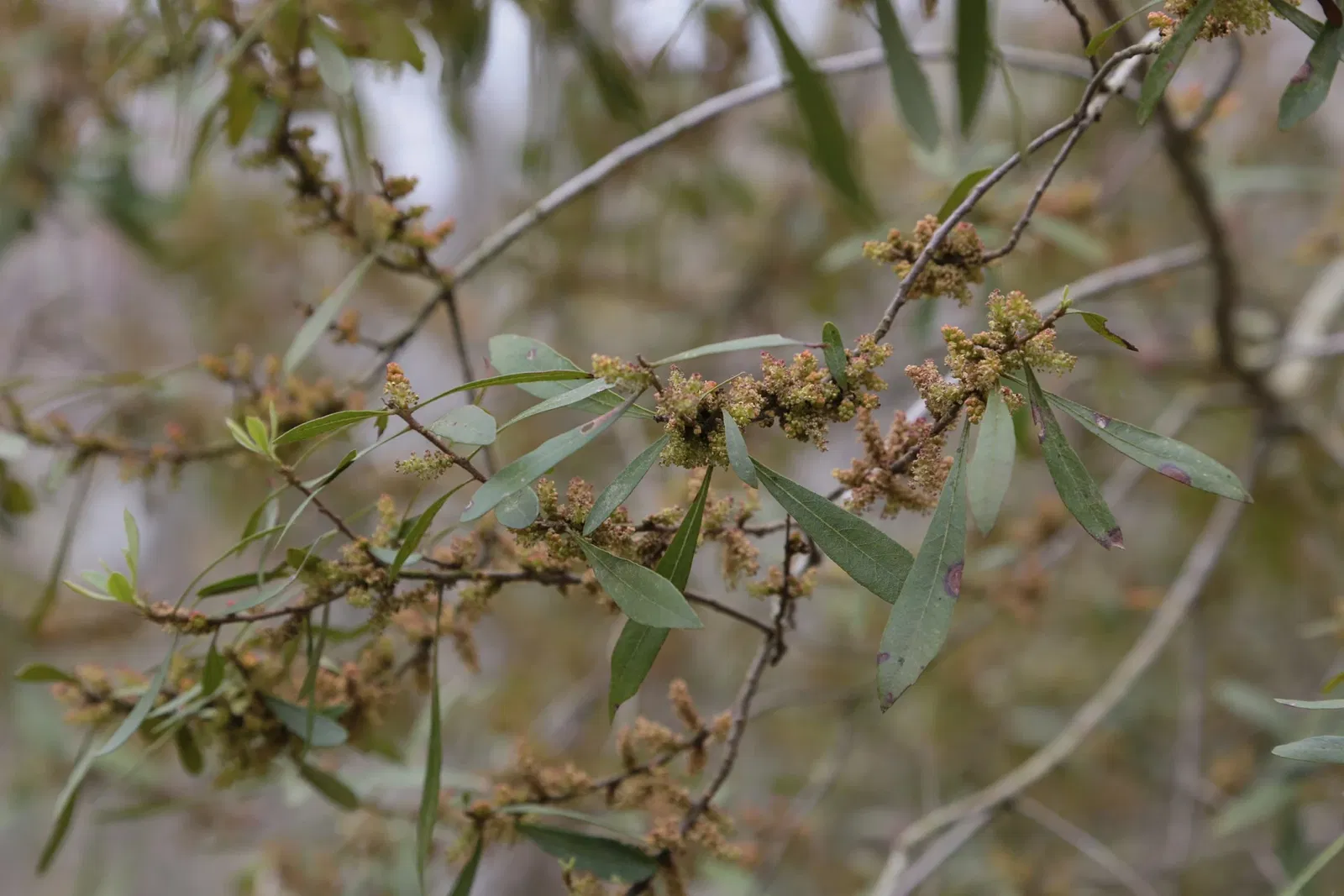 Parc historique national et réserve Jean Lafitte