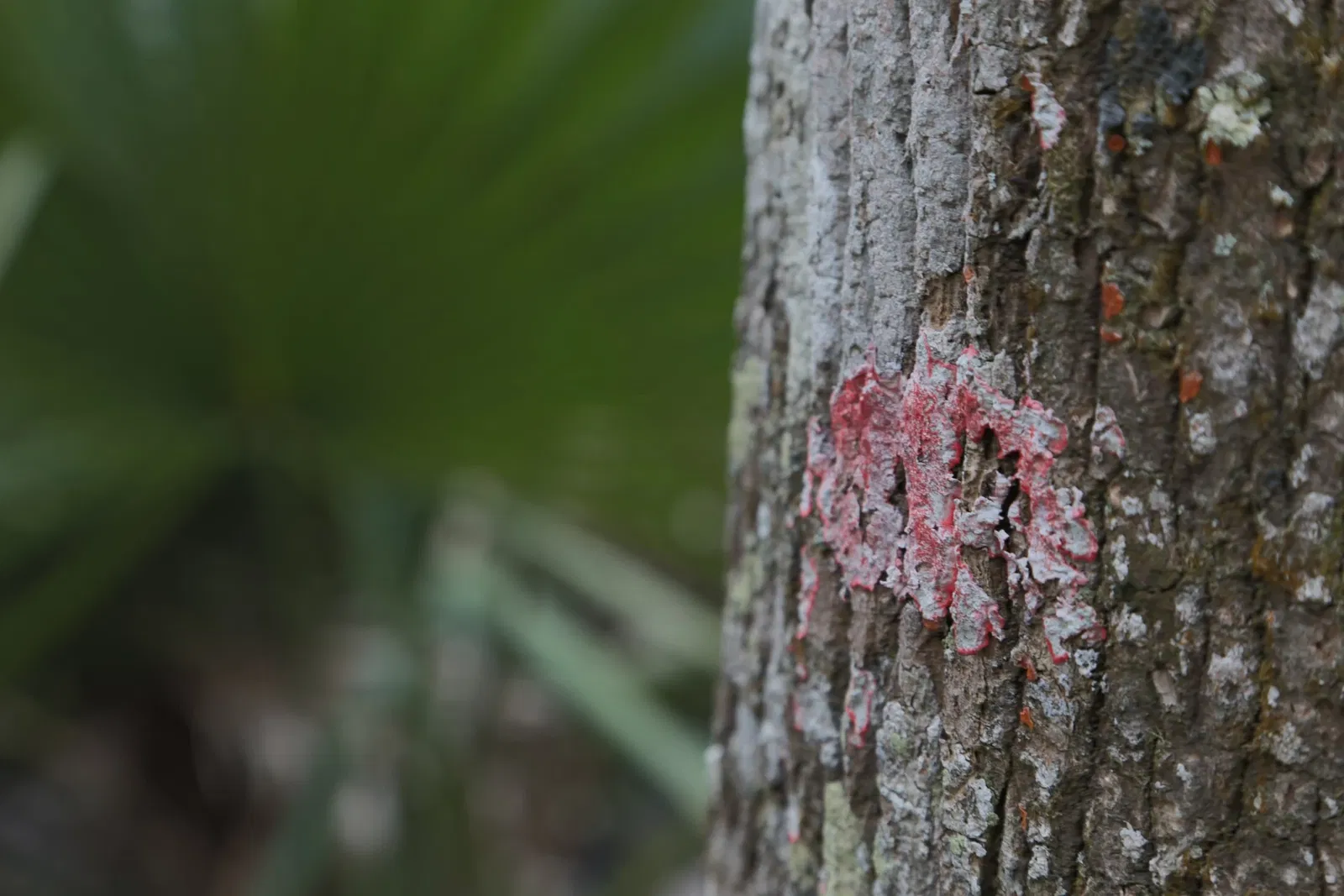 Jean Lafitte National Historical Park and Preserve