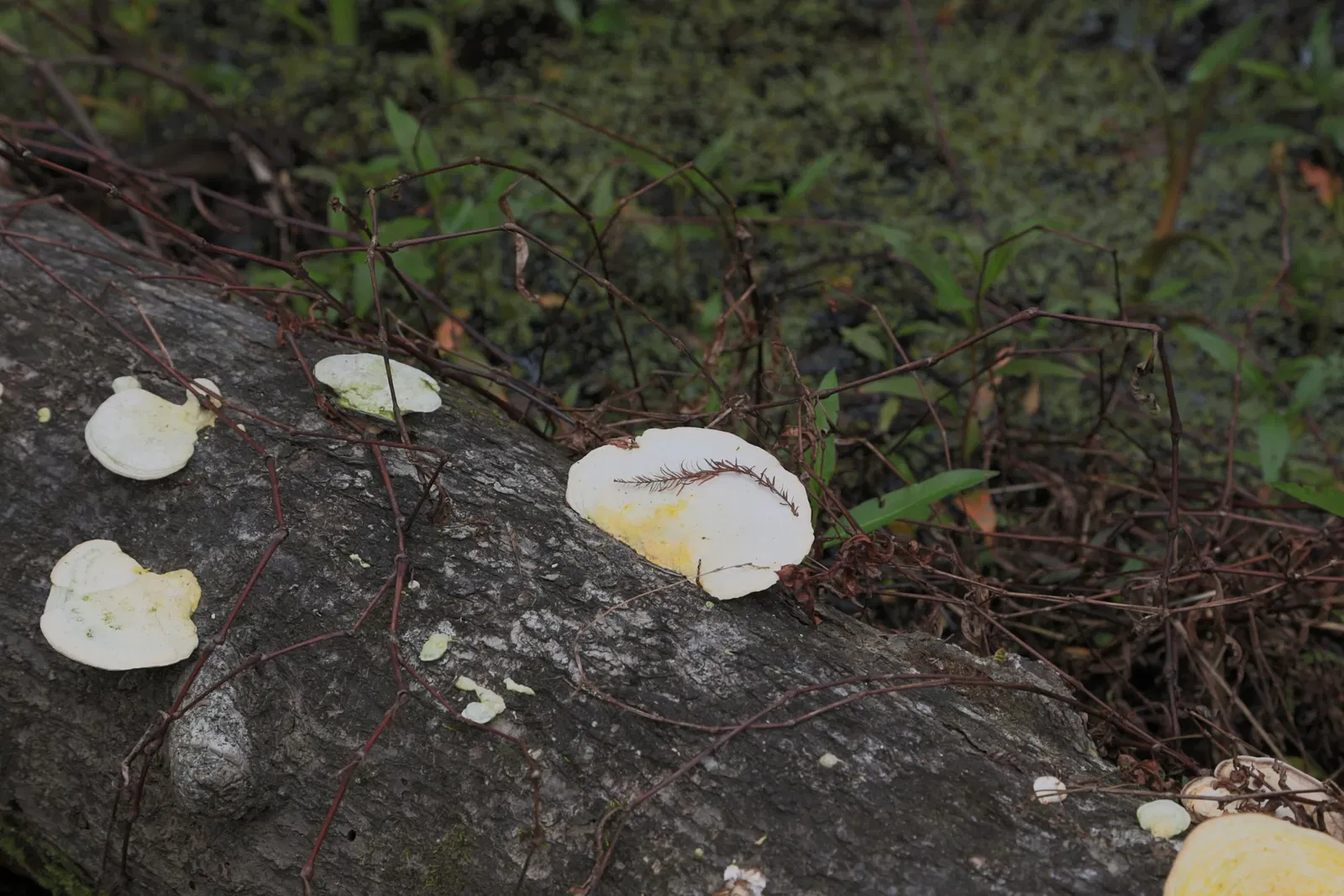 Parc historique national et réserve Jean Lafitte