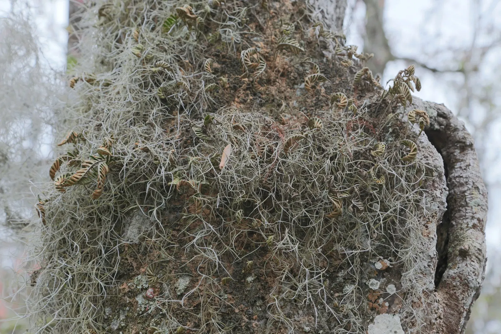 Jean Lafitte National Historical Park and Preserve