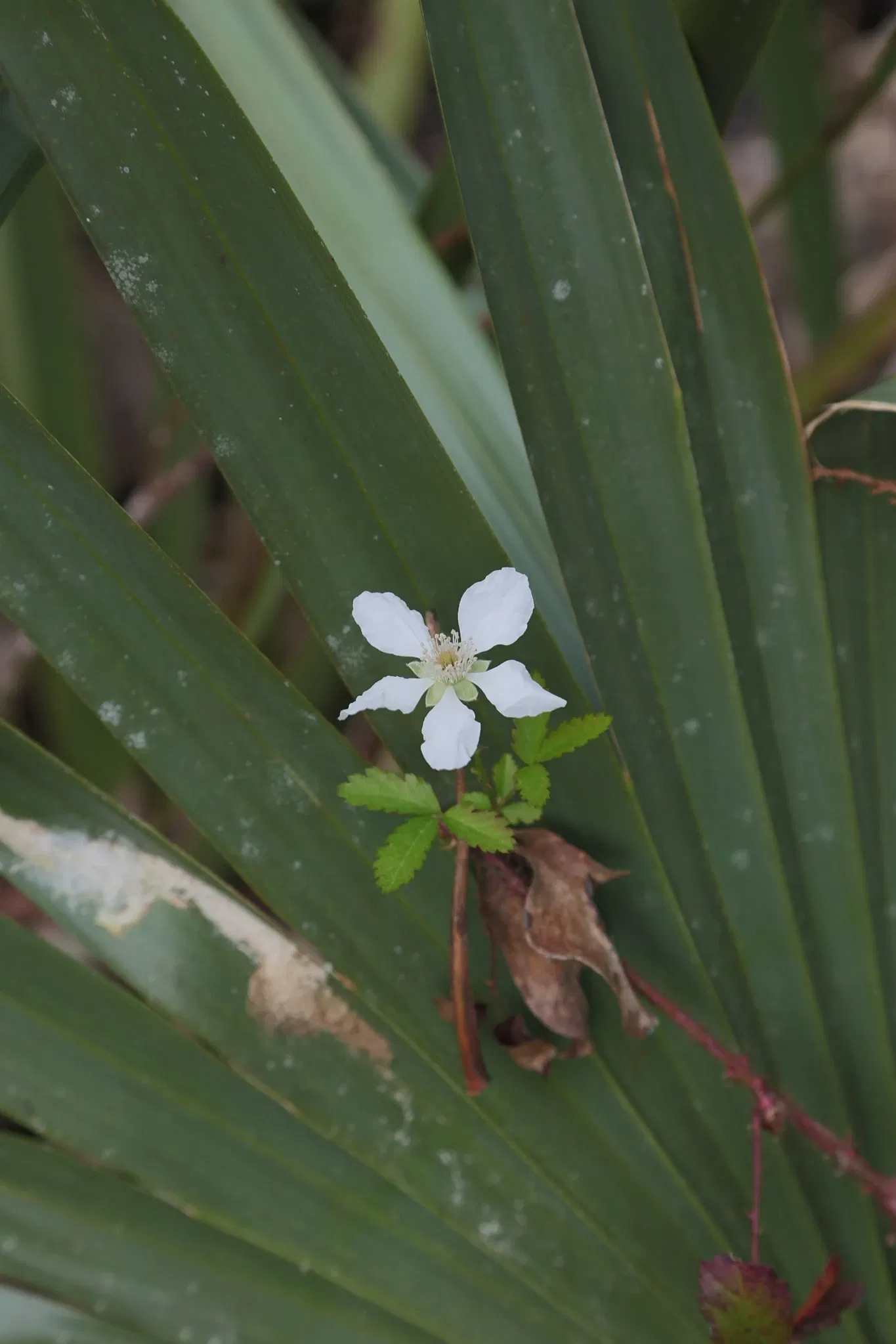 Jean Lafitte National Historical Park and Preserve