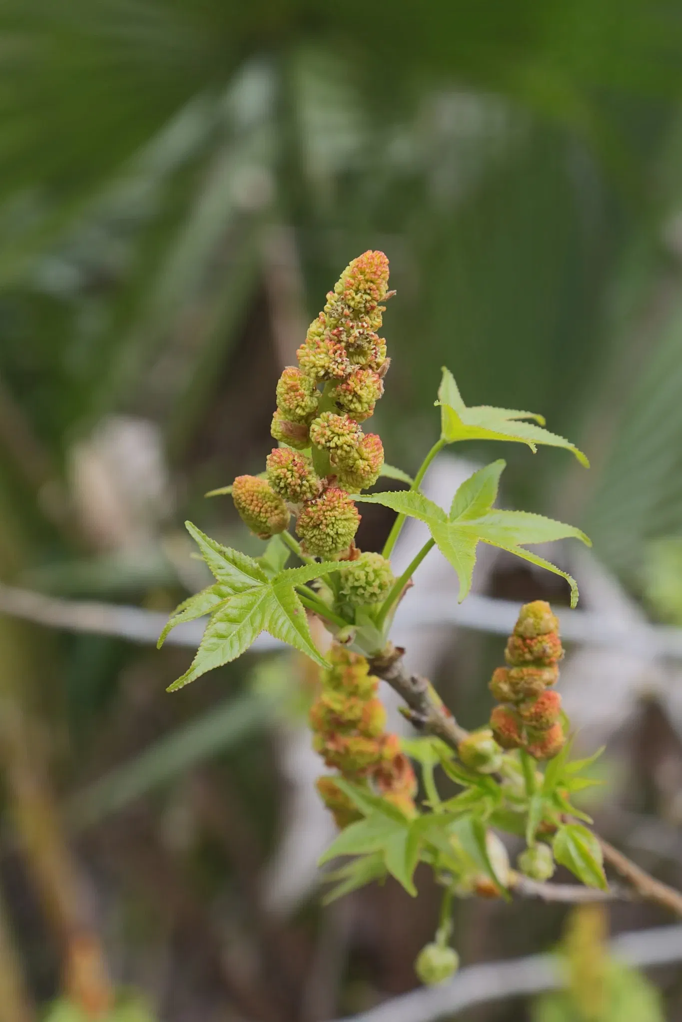Parc historique national et réserve Jean Lafitte