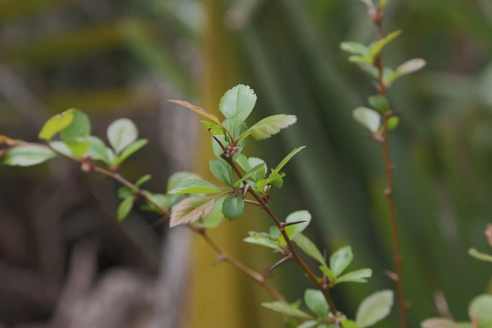 Jean Lafitte National Historical Park and Preserve