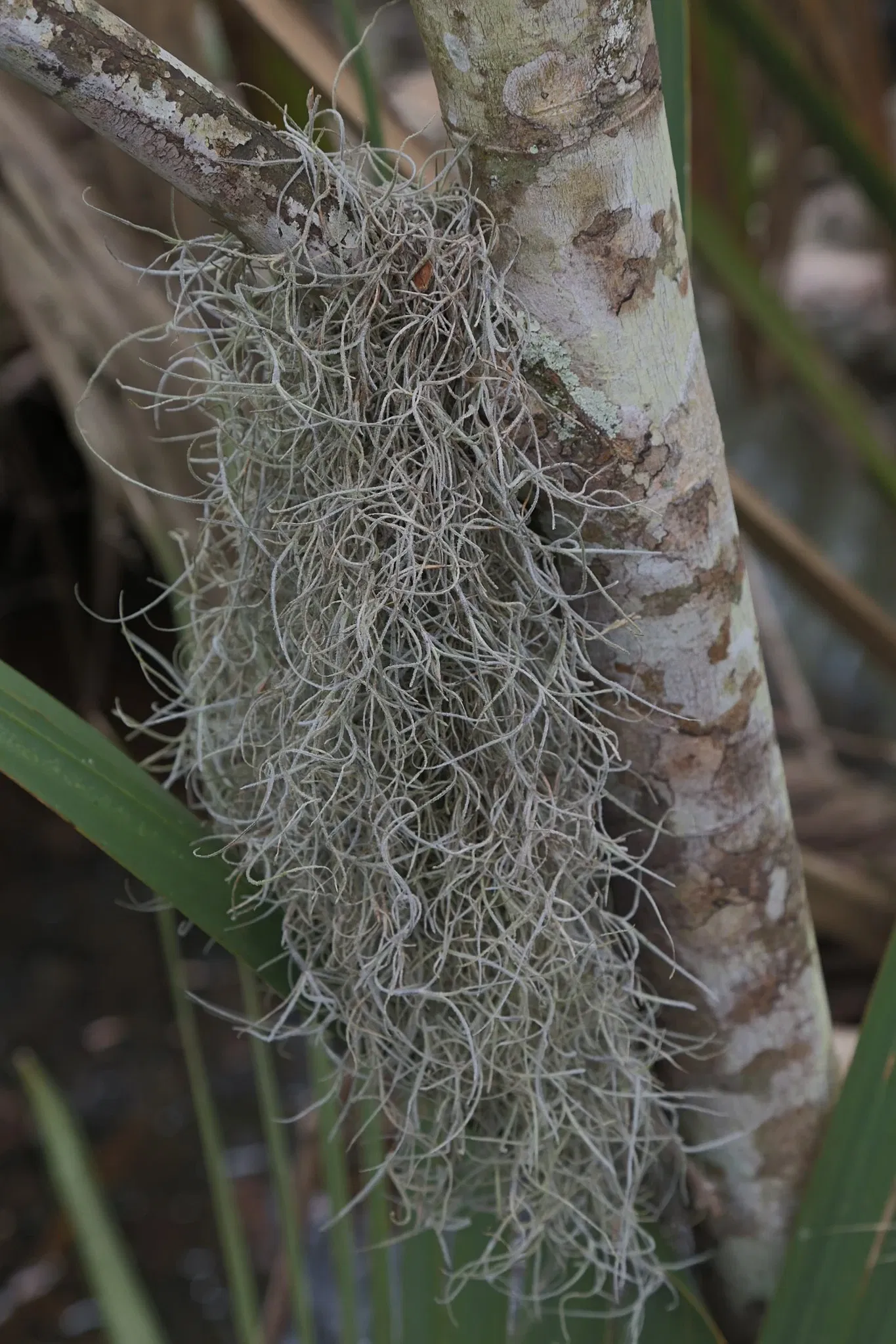 Jean Lafitte National Historical Park and Preserve