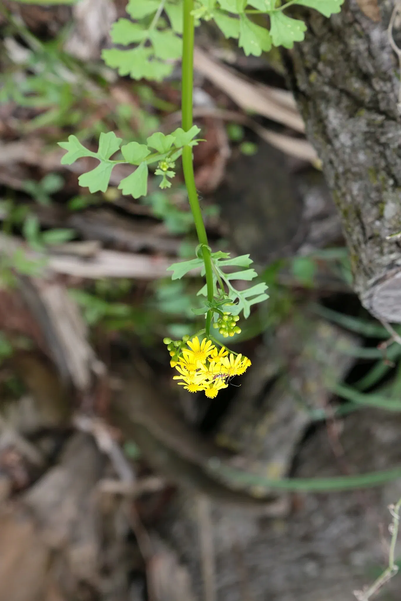 Parc historique national et réserve Jean Lafitte