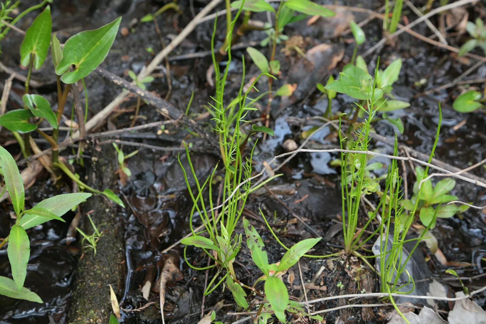 Jean Lafitte National Historical Park and Preserve