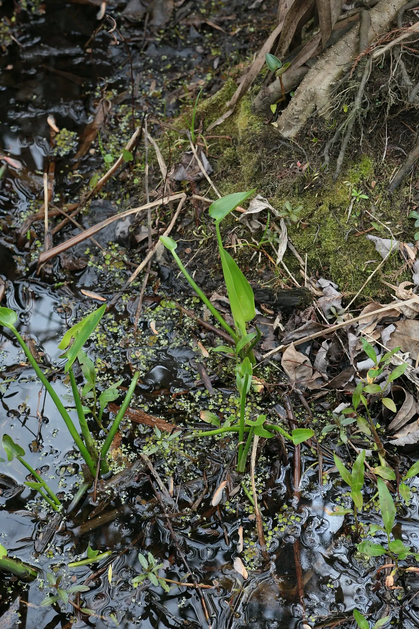 Parc historique national et réserve Jean Lafitte