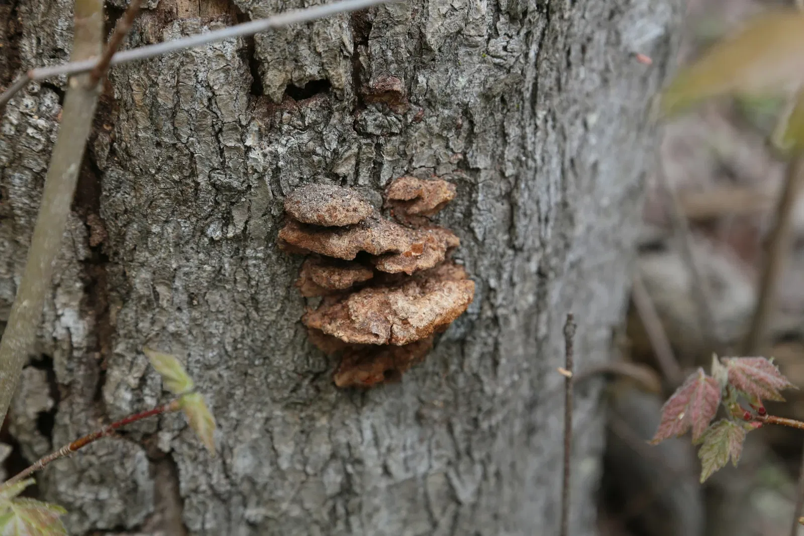Jean Lafitte National Historical Park and Preserve