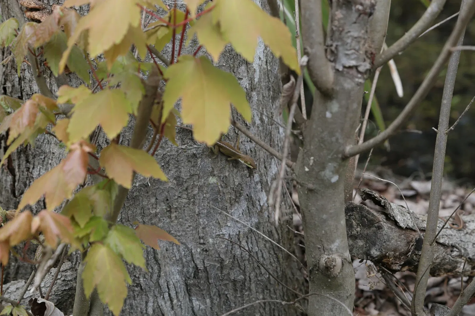 Jean Lafitte National Historical Park and Preserve