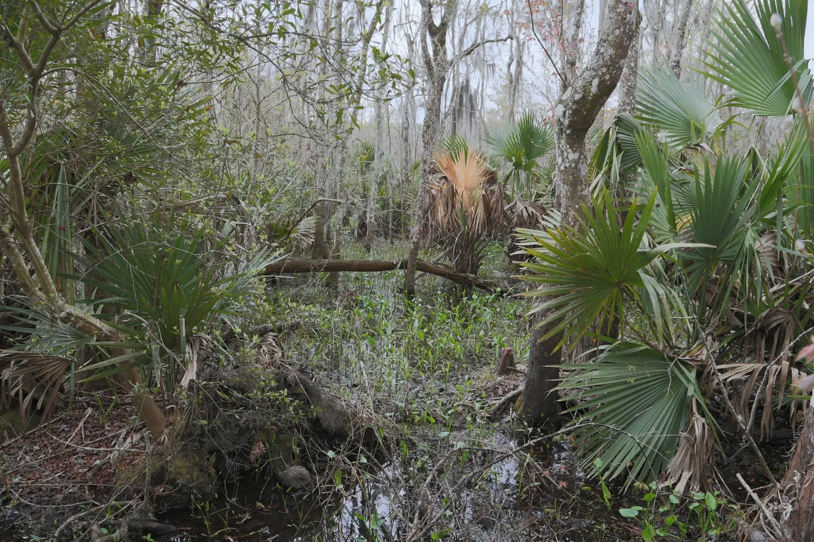 Parc historique national et réserve Jean Lafitte