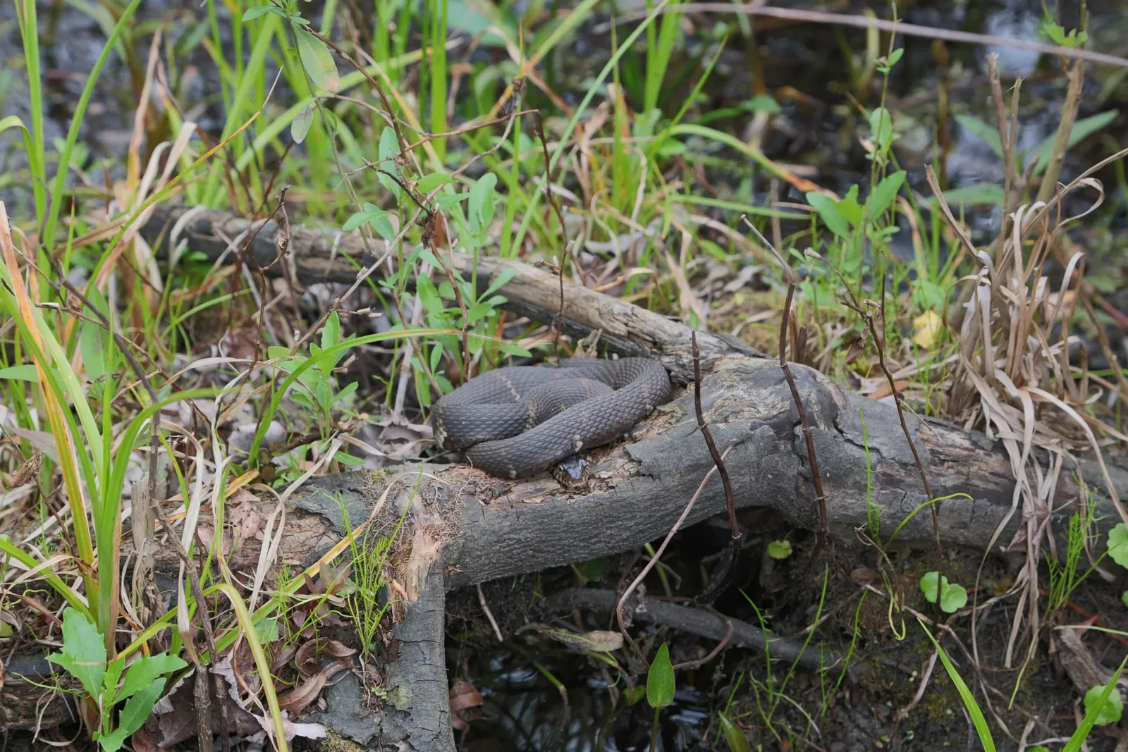 Jean Lafitte National Historical Park and Preserve