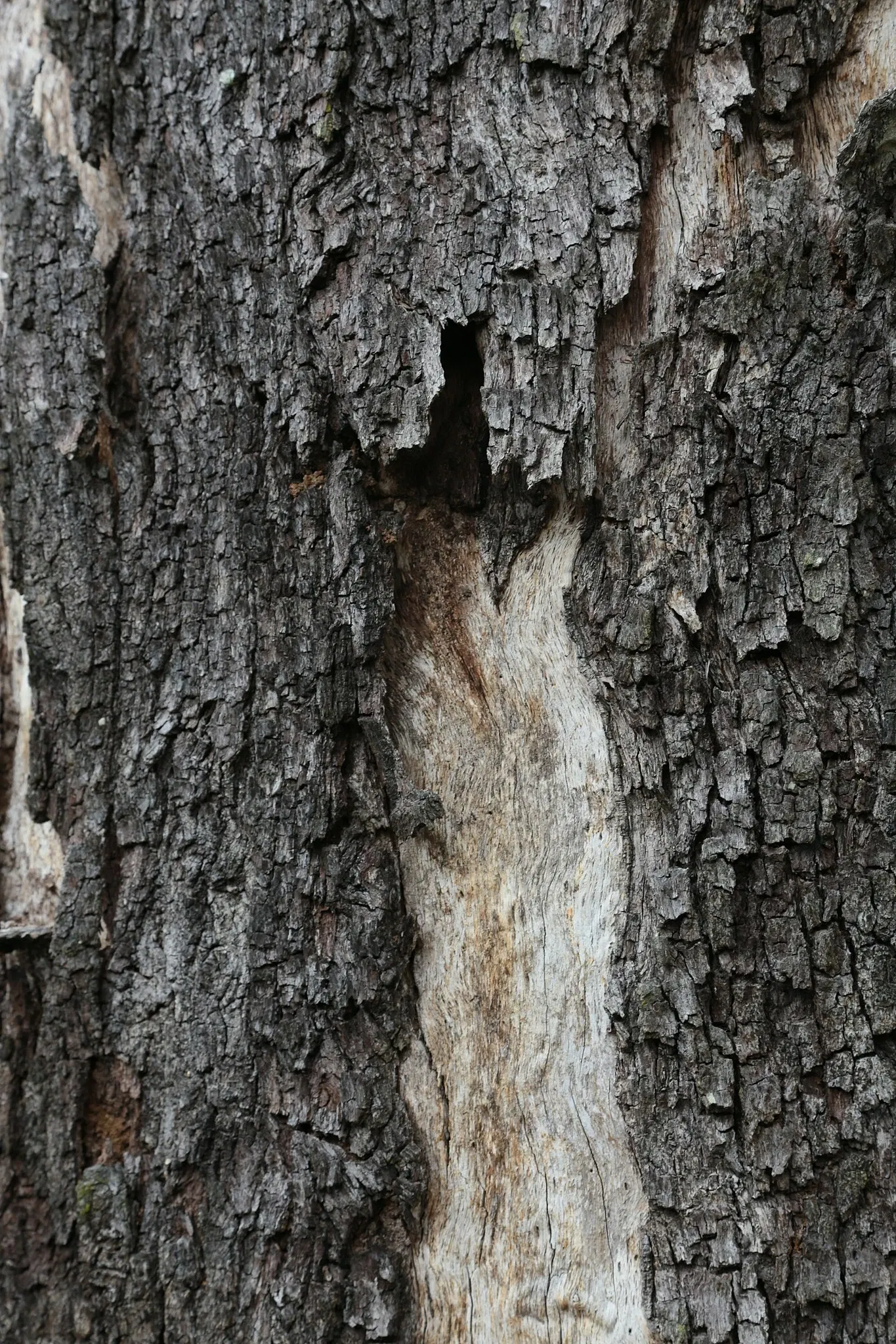 Jean Lafitte National Historical Park and Preserve