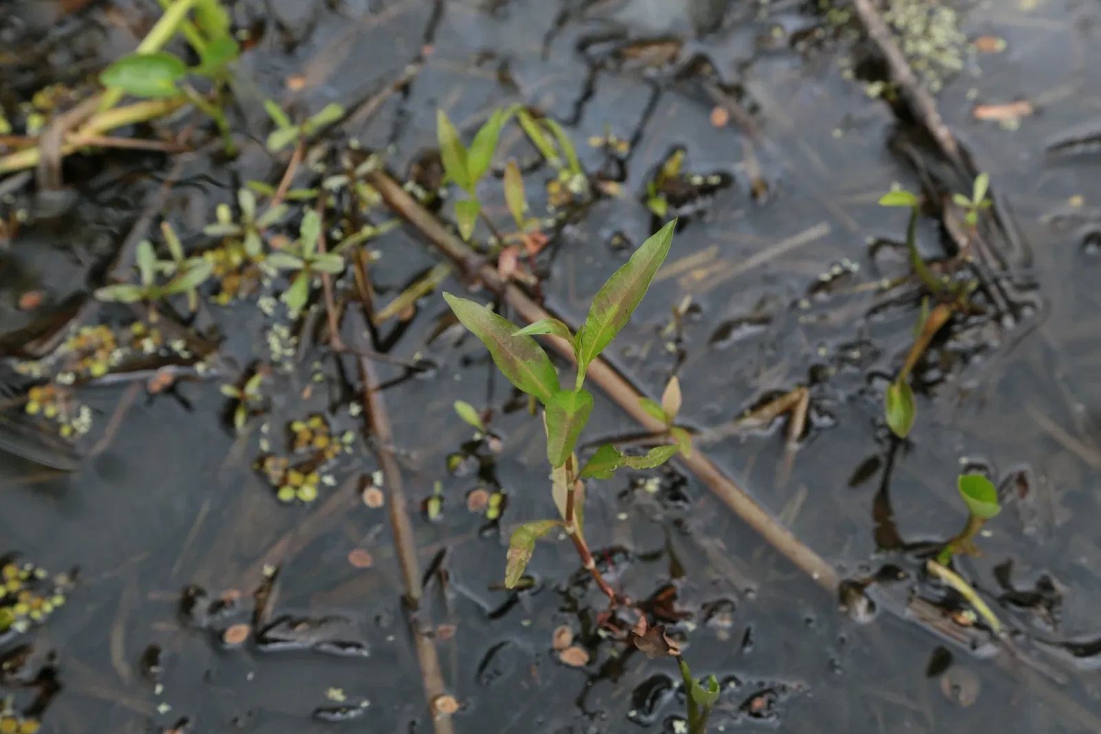 Jean Lafitte National Historical Park and Preserve