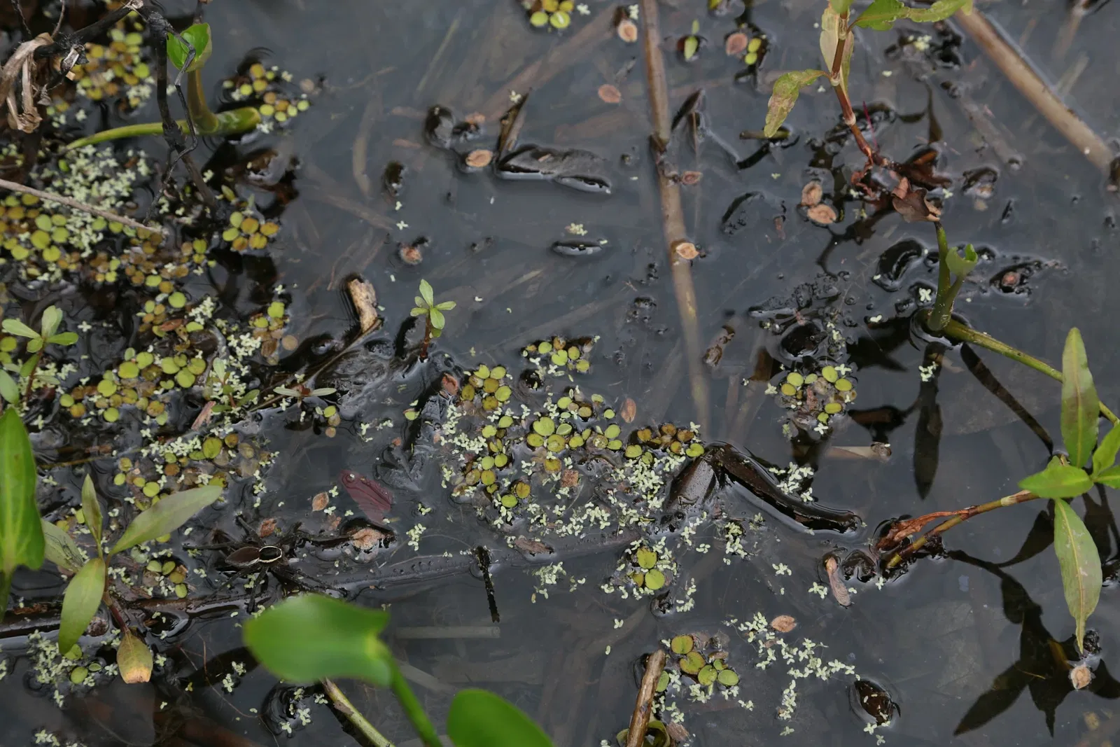 Jean Lafitte National Historical Park and Preserve