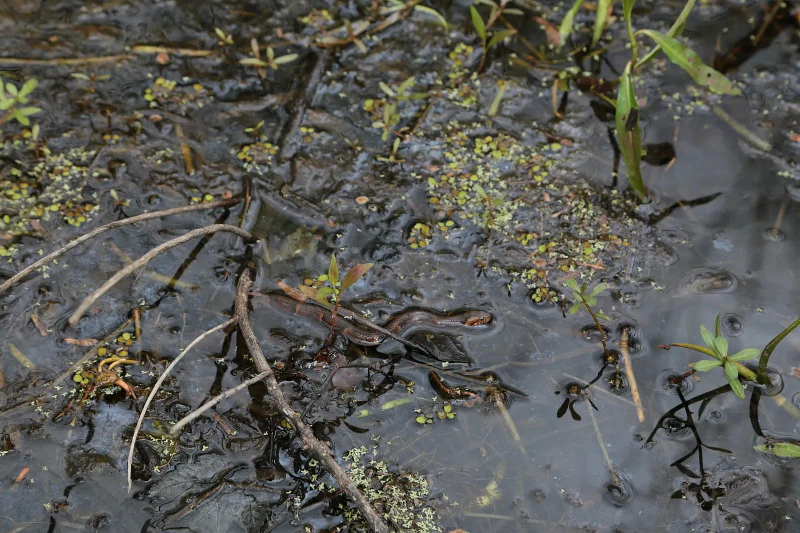 Jean Lafitte National Historical Park and Preserve