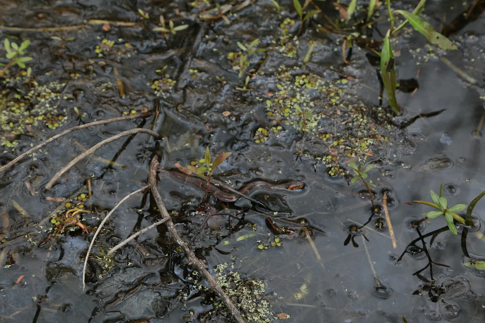 Jean Lafitte National Historical Park and Preserve