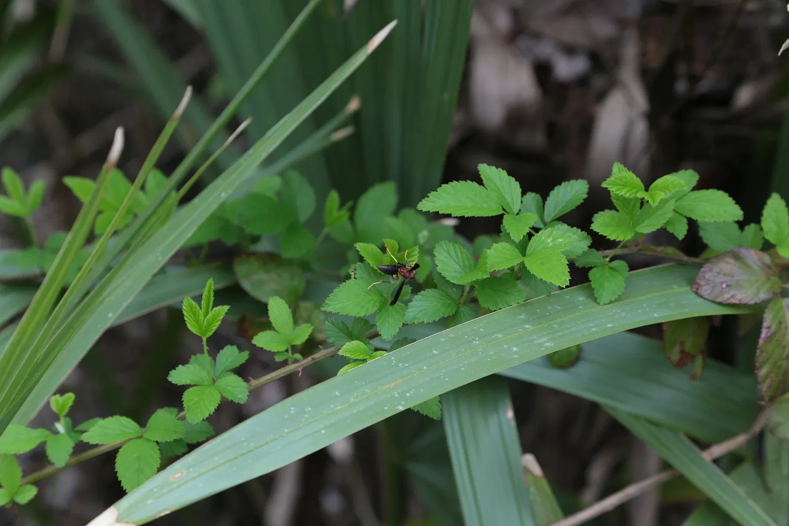 Jean Lafitte National Historical Park and Preserve