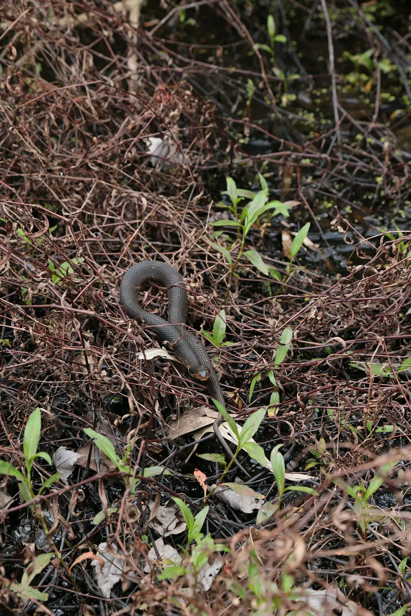 Parc historique national et réserve Jean Lafitte