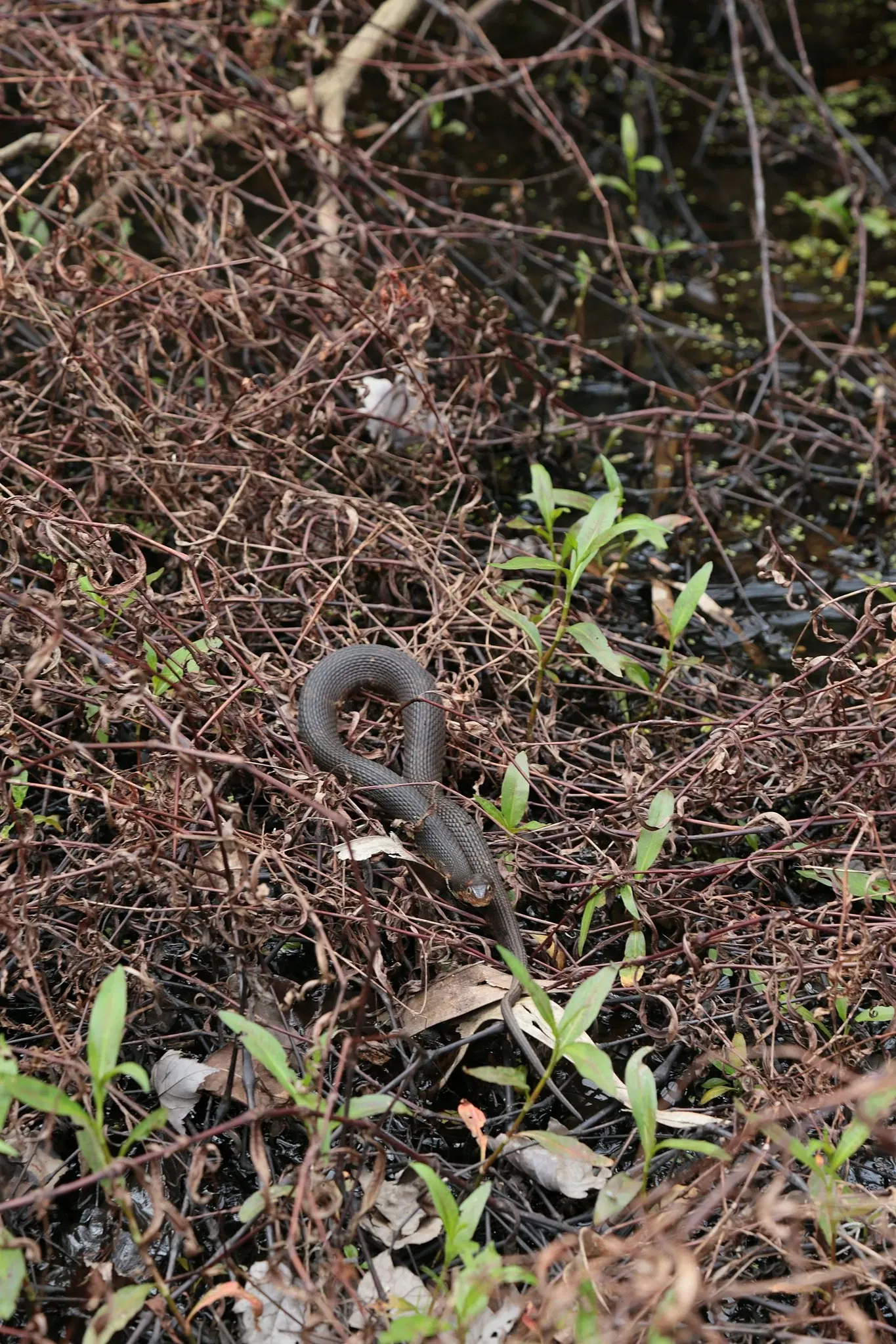 Jean Lafitte National Historical Park and Preserve