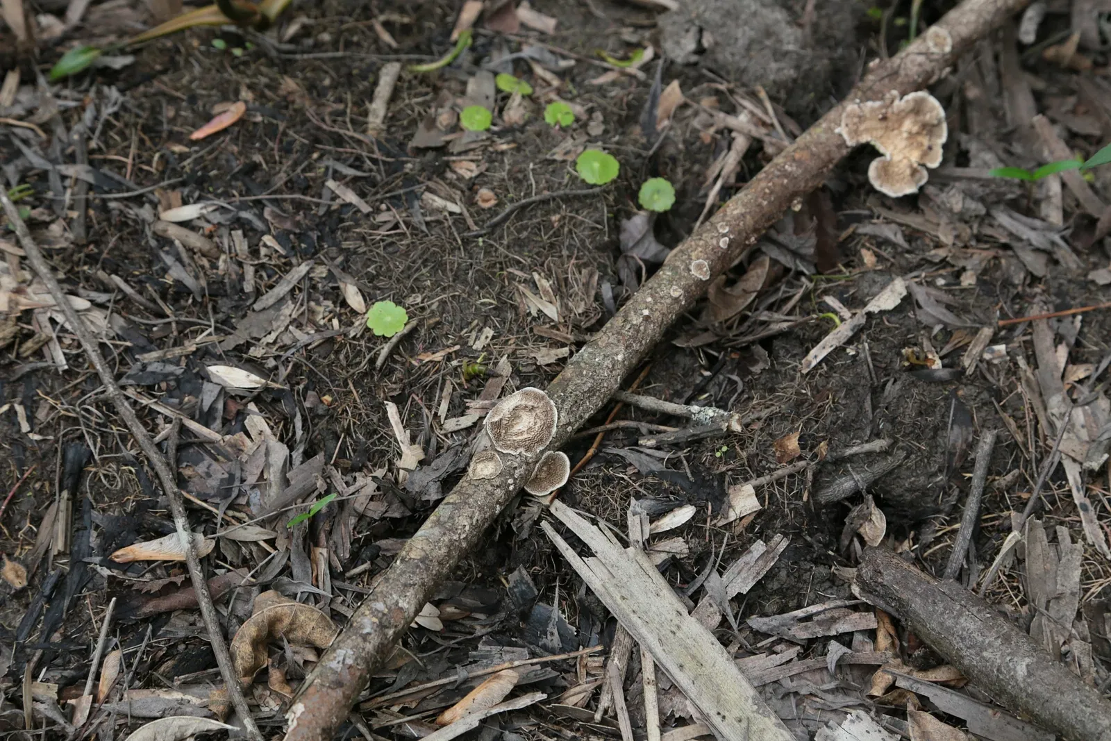 Jean Lafitte National Historical Park and Preserve