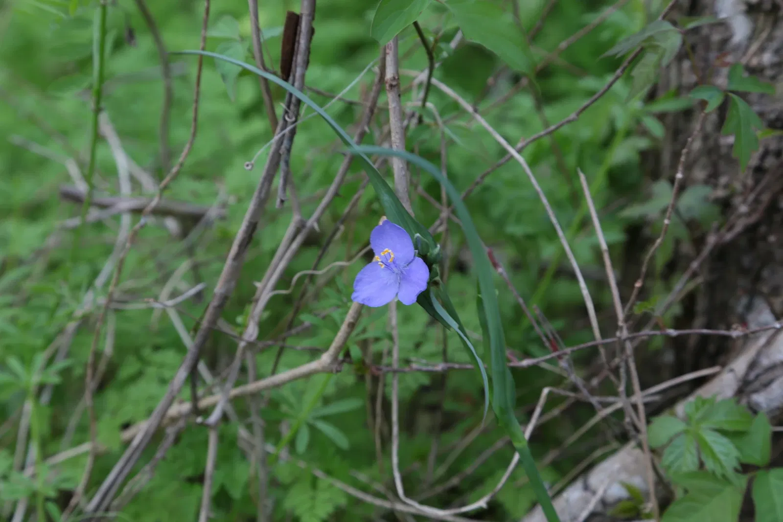 Parc historique national et réserve Jean Lafitte