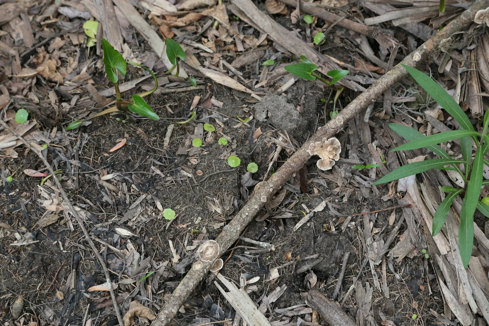 Parc historique national et réserve Jean Lafitte
