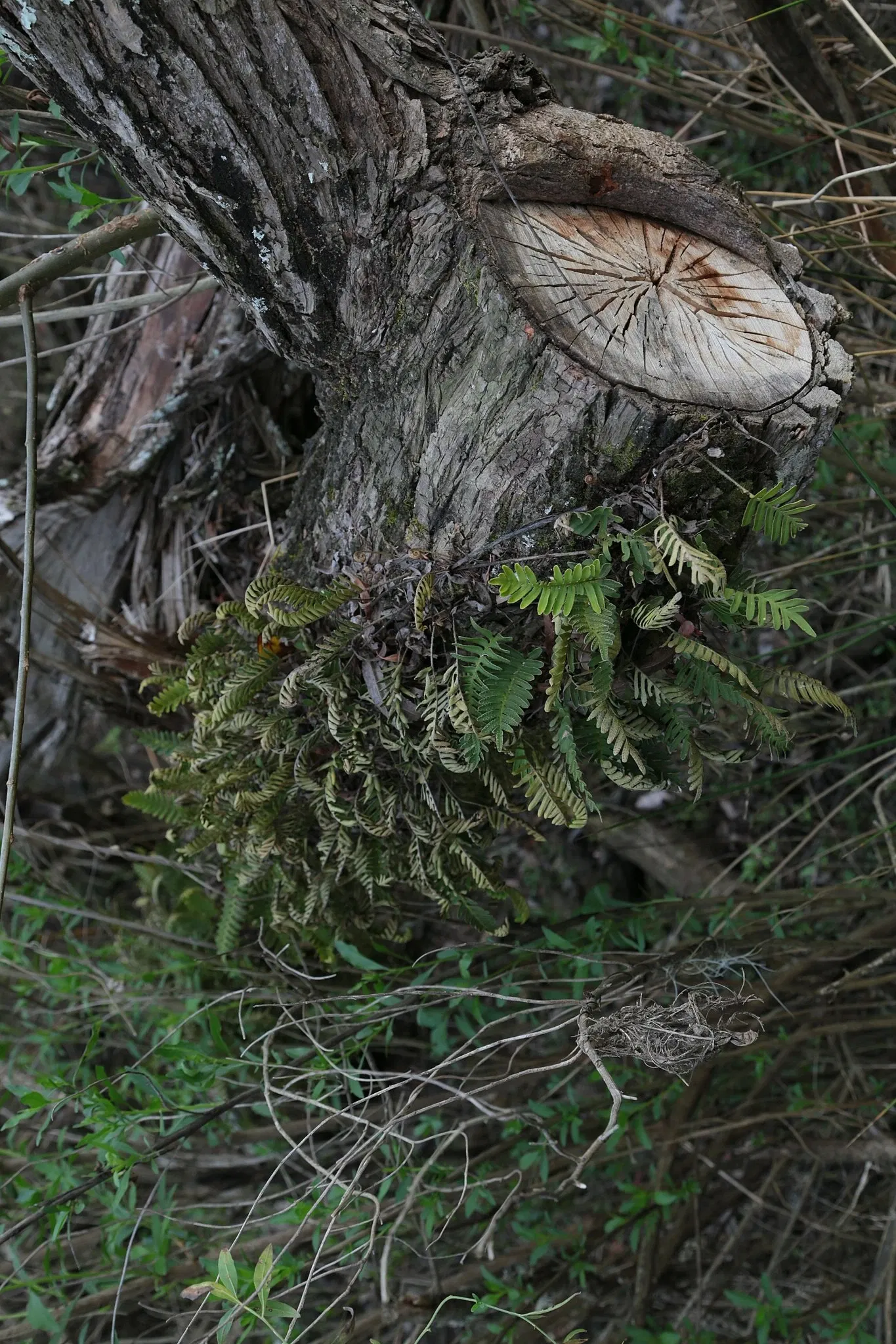 Jean Lafitte National Historical Park and Preserve