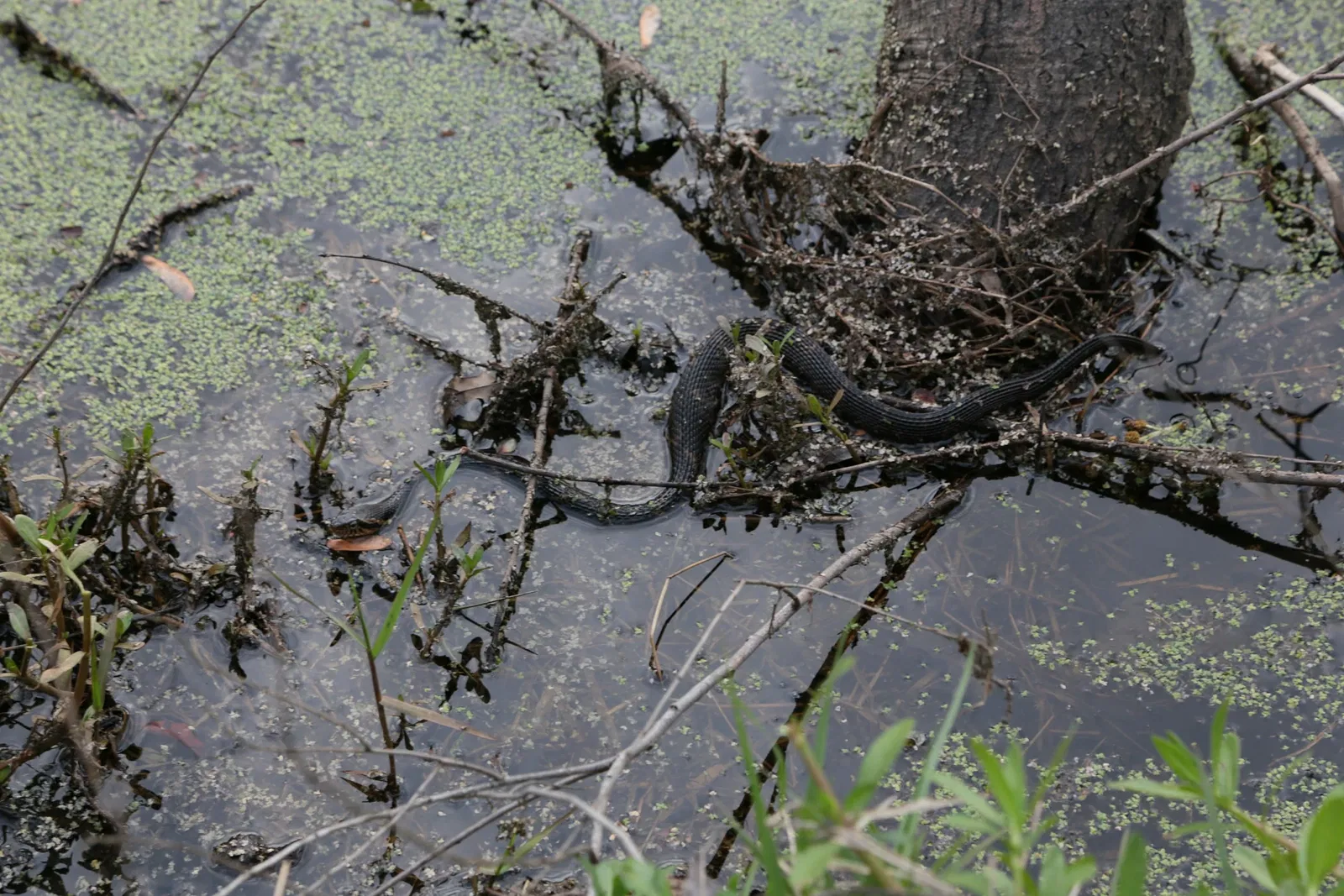Parc historique national et réserve Jean Lafitte