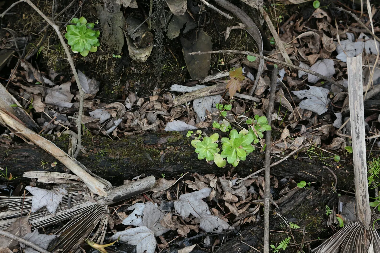 Parc historique national et réserve Jean Lafitte