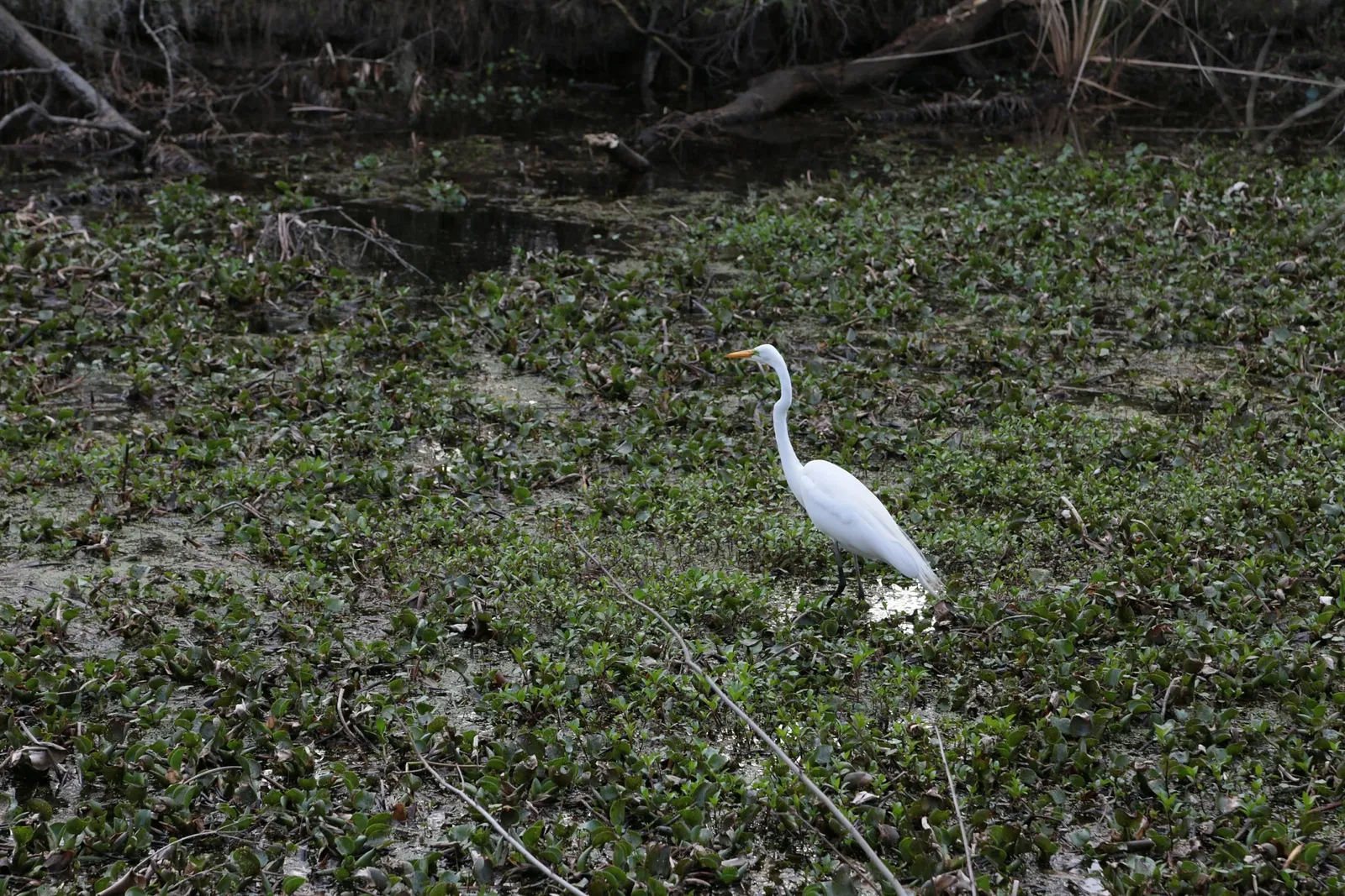 Parc historique national et réserve Jean Lafitte