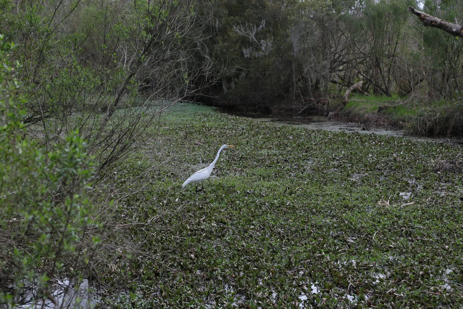 Jean Lafitte National Historical Park and Preserve