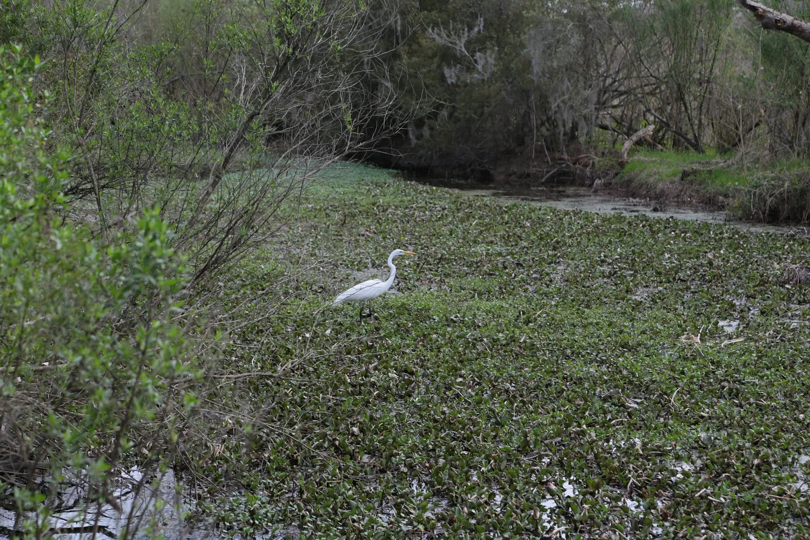Parc historique national et réserve Jean Lafitte