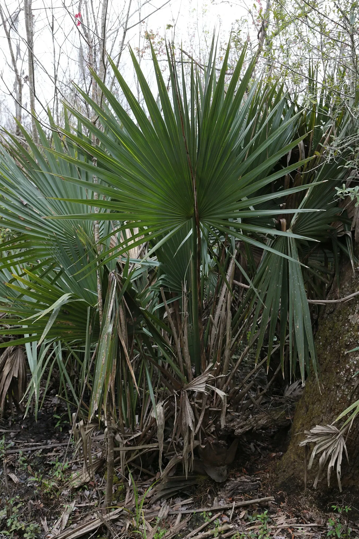 Jean Lafitte National Historical Park and Preserve