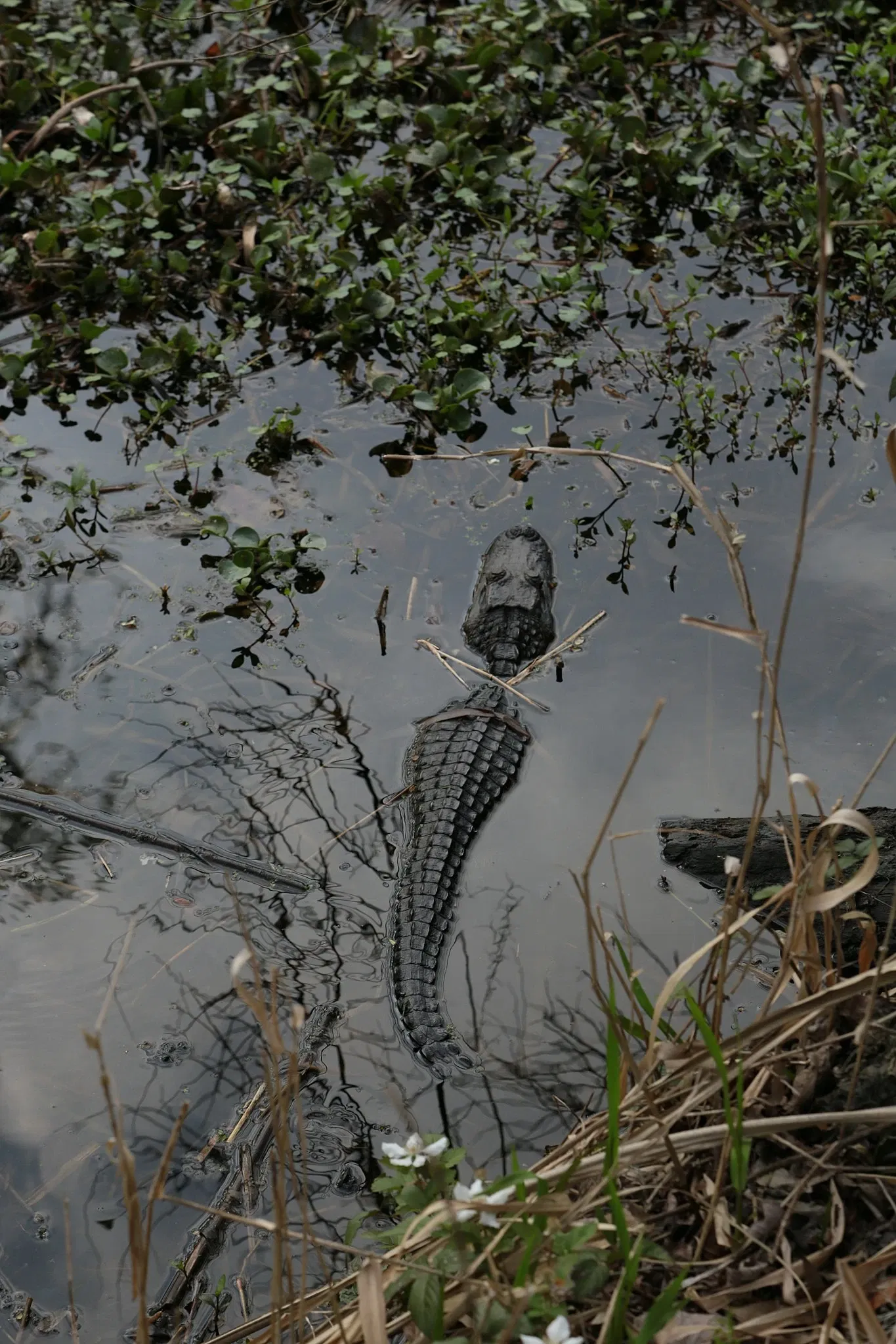 Jean Lafitte National Historical Park and Preserve