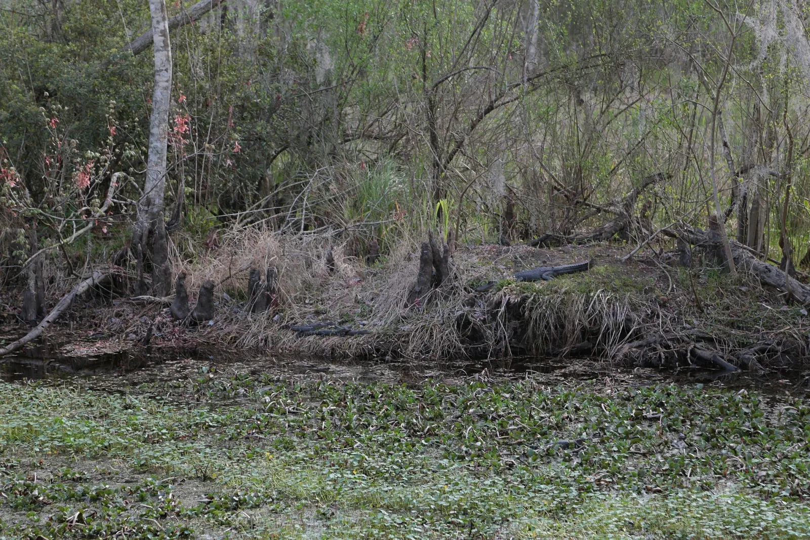 Jean Lafitte National Historical Park and Preserve
