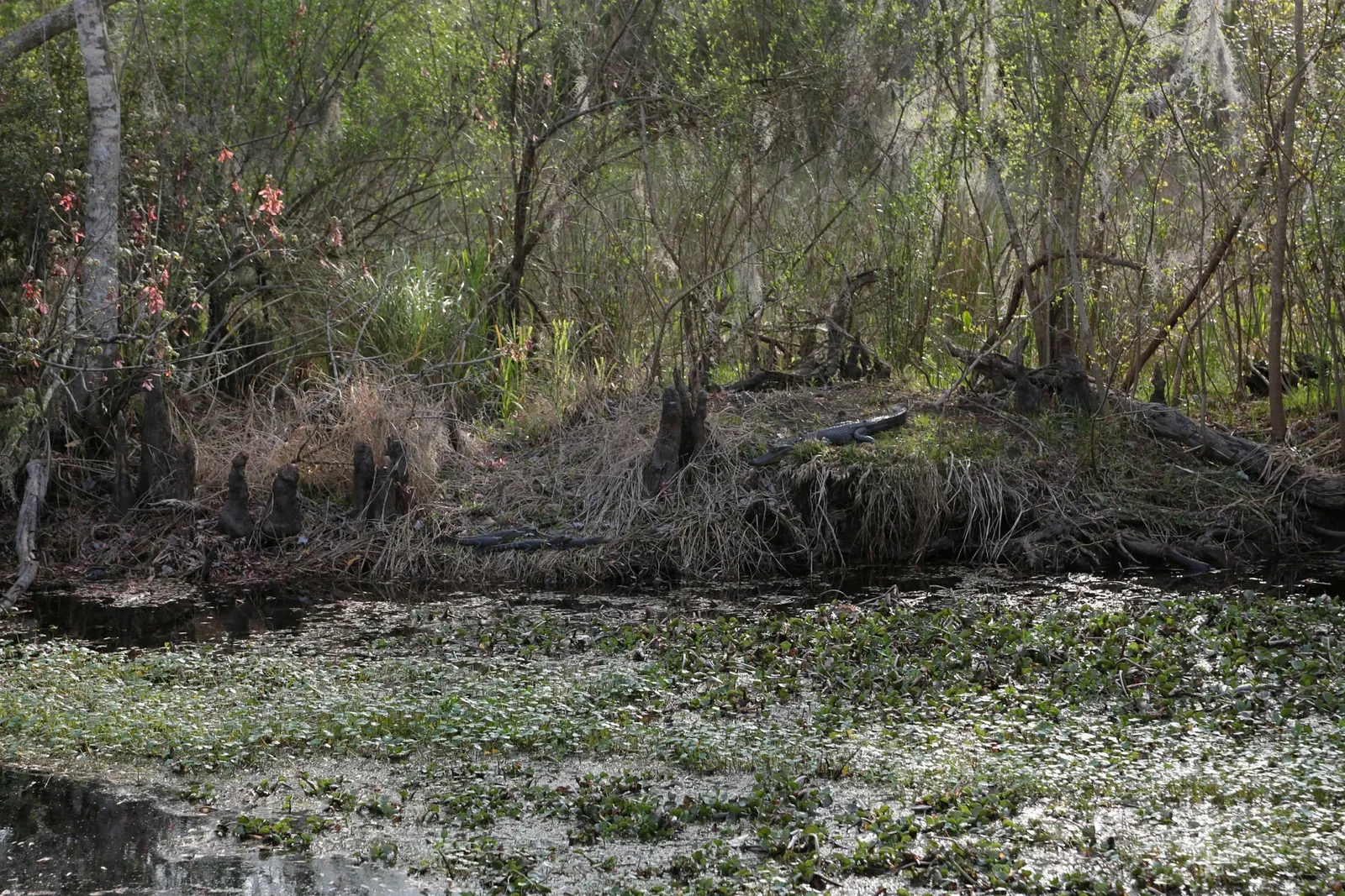 Parc historique national et réserve Jean Lafitte