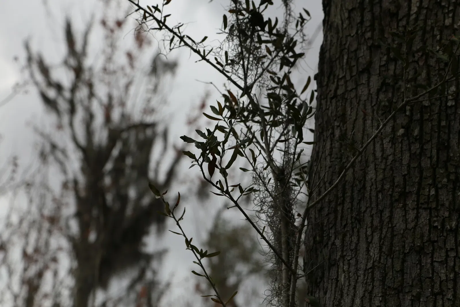 Jean Lafitte National Historical Park and Preserve