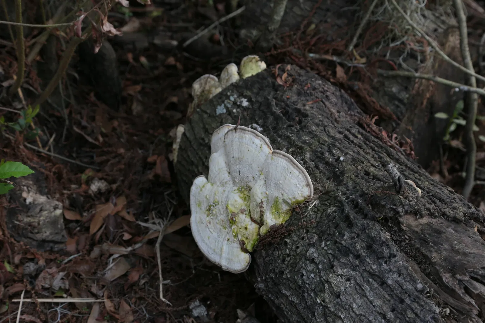 Jean Lafitte National Historical Park and Preserve
